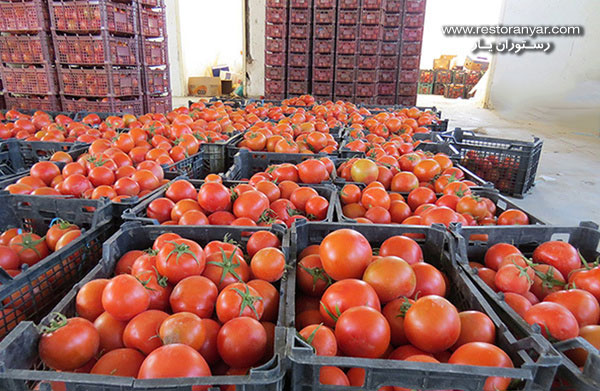 مرکز فروش انواع گوجه فرنگی گلخانه ای، گیلاسی و ربی با بهترین قیمت در تهران